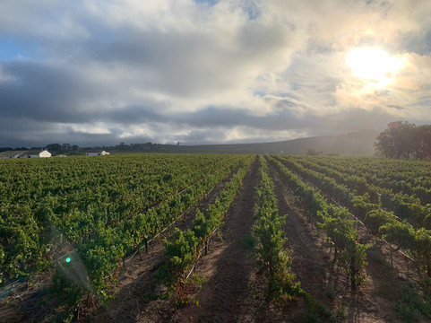 Afrivista Wine Tours-斯泰伦博斯必去景点