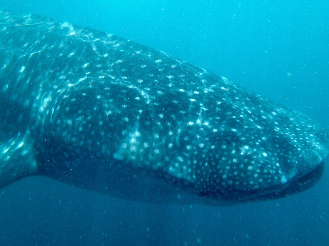 Donsol Whale Shark Interaction景点图片