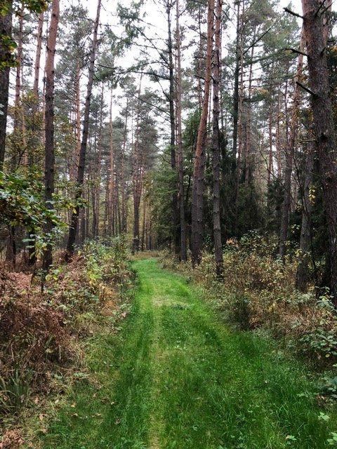 Niepołomice Forest景点图片