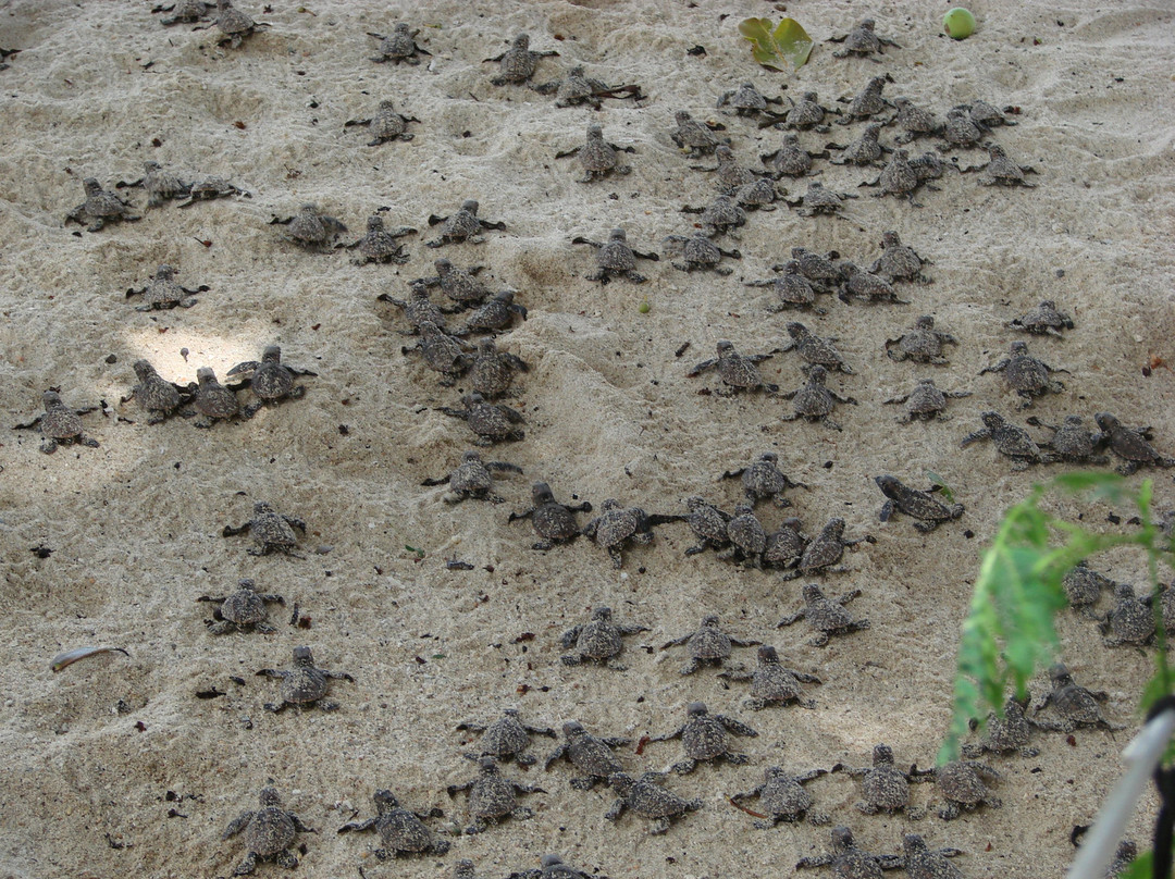 塞舌尔皇冠海滩酒店主图