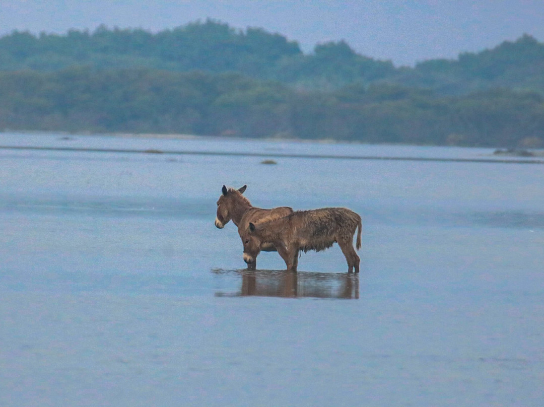 Mannar Bird Sanctuary-马纳尔必去景点