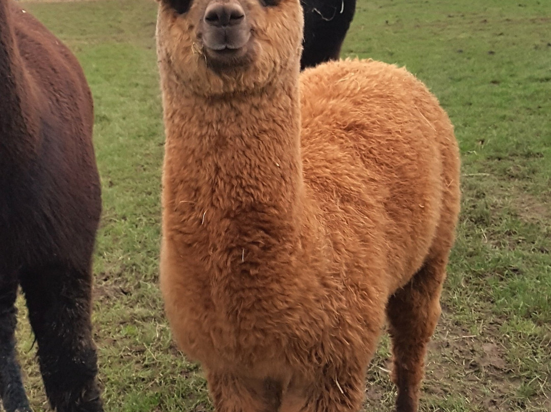 Patou Alpacas-惠灵顿必去景点