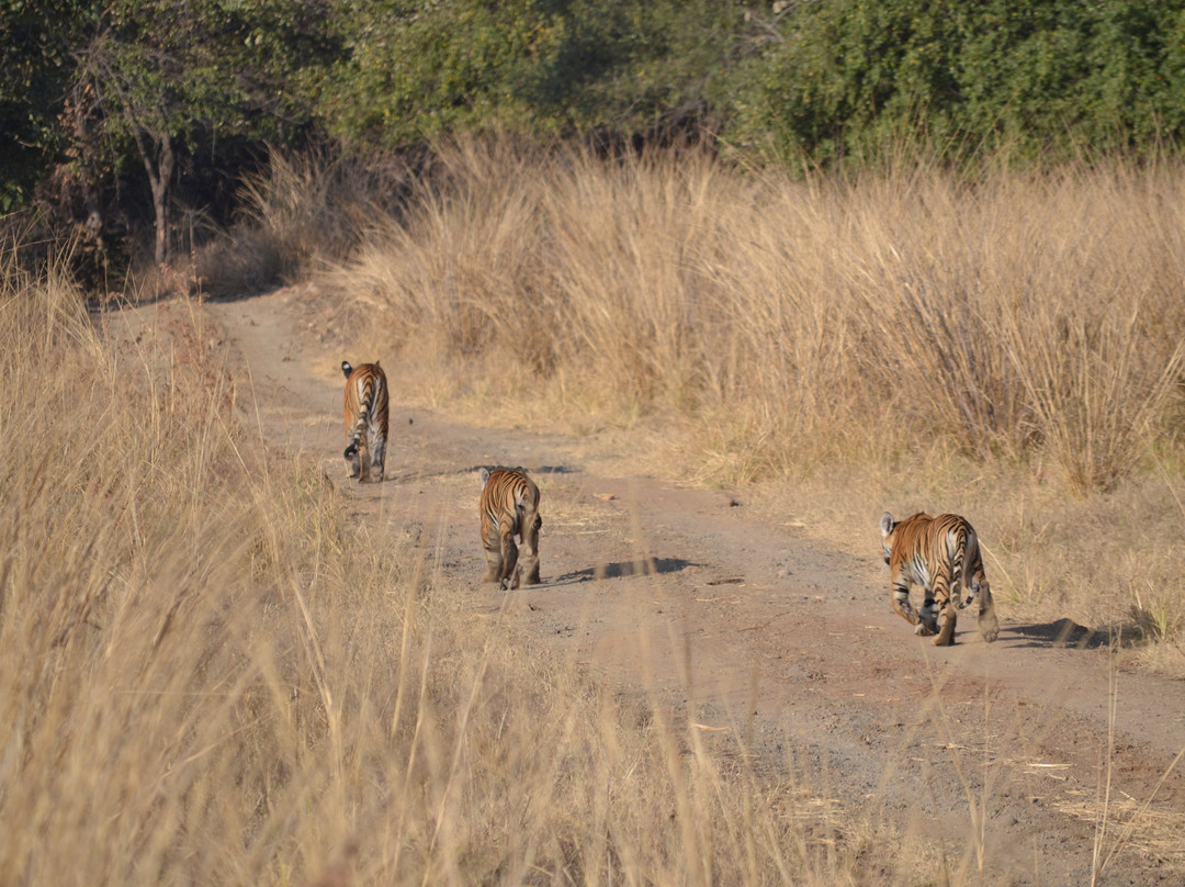 Bor Wild Life Sanctuary景点图片