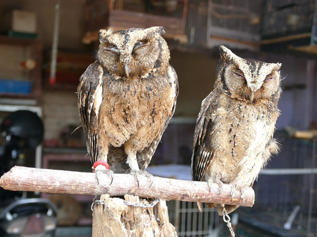 Birds and Flower Market Malang-玛琅必去景点