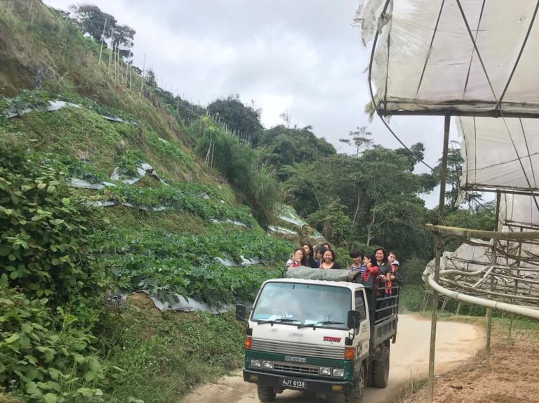 Terra Tree House主图