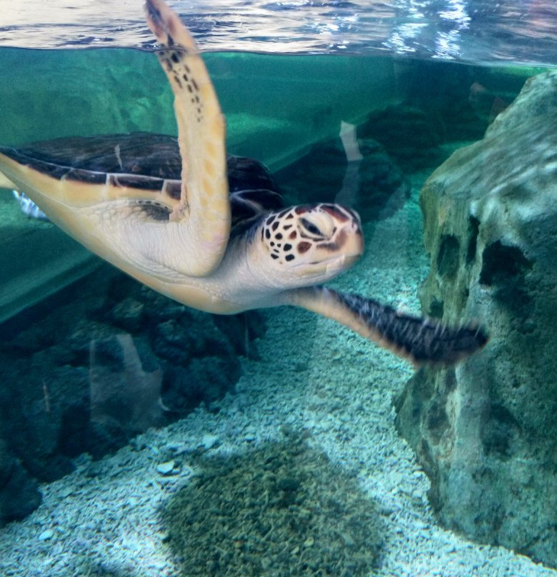 日照海洋公园-日照市必去景点