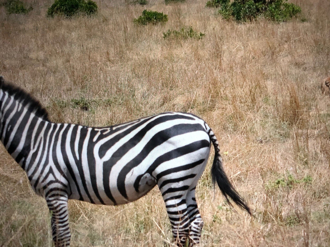 Real Masai Safari景点图片