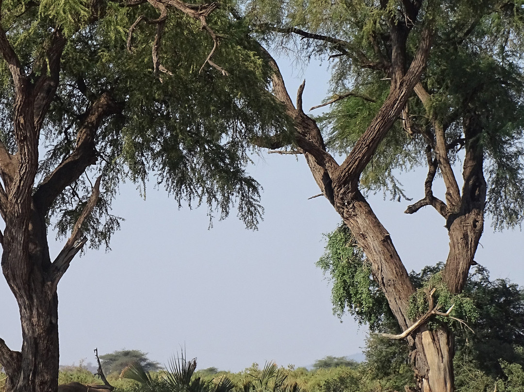 阿什尼尔桑布鲁营地酒店主图