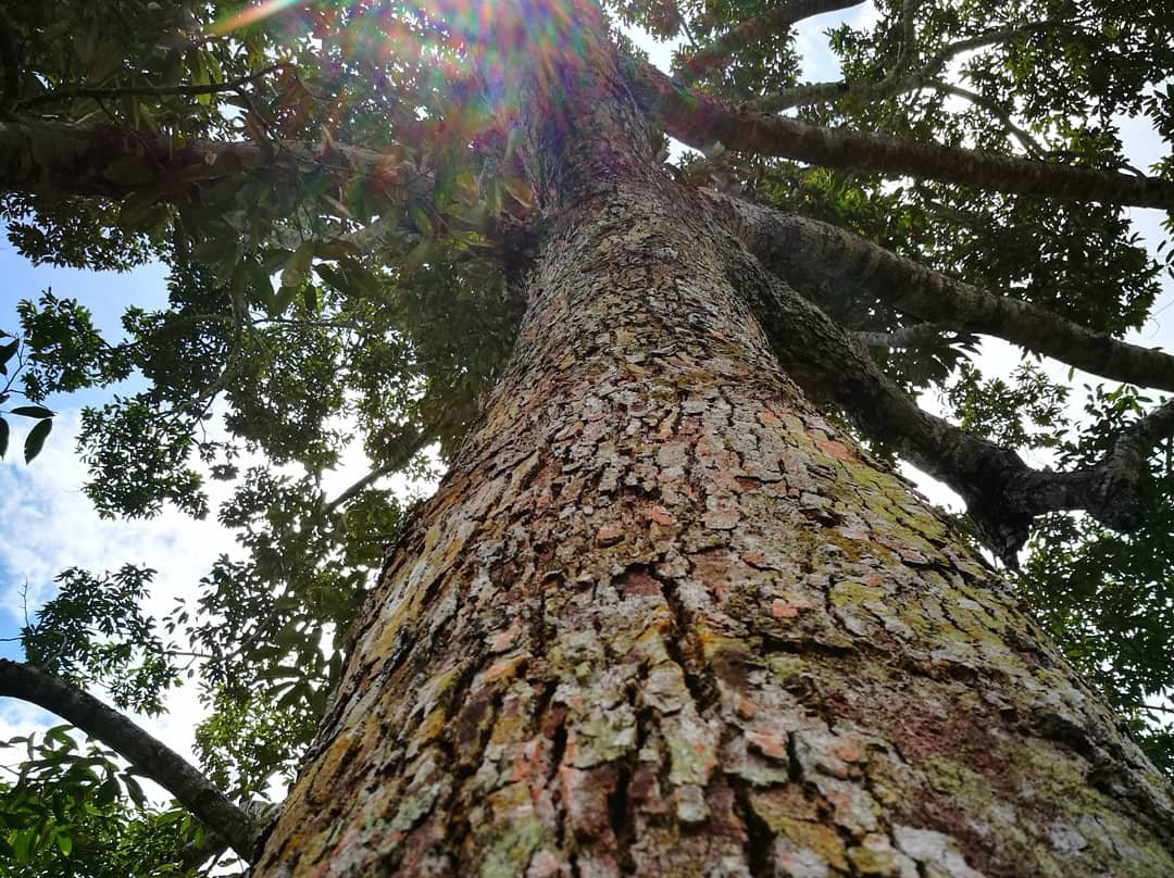 Borneo Orchard House主图