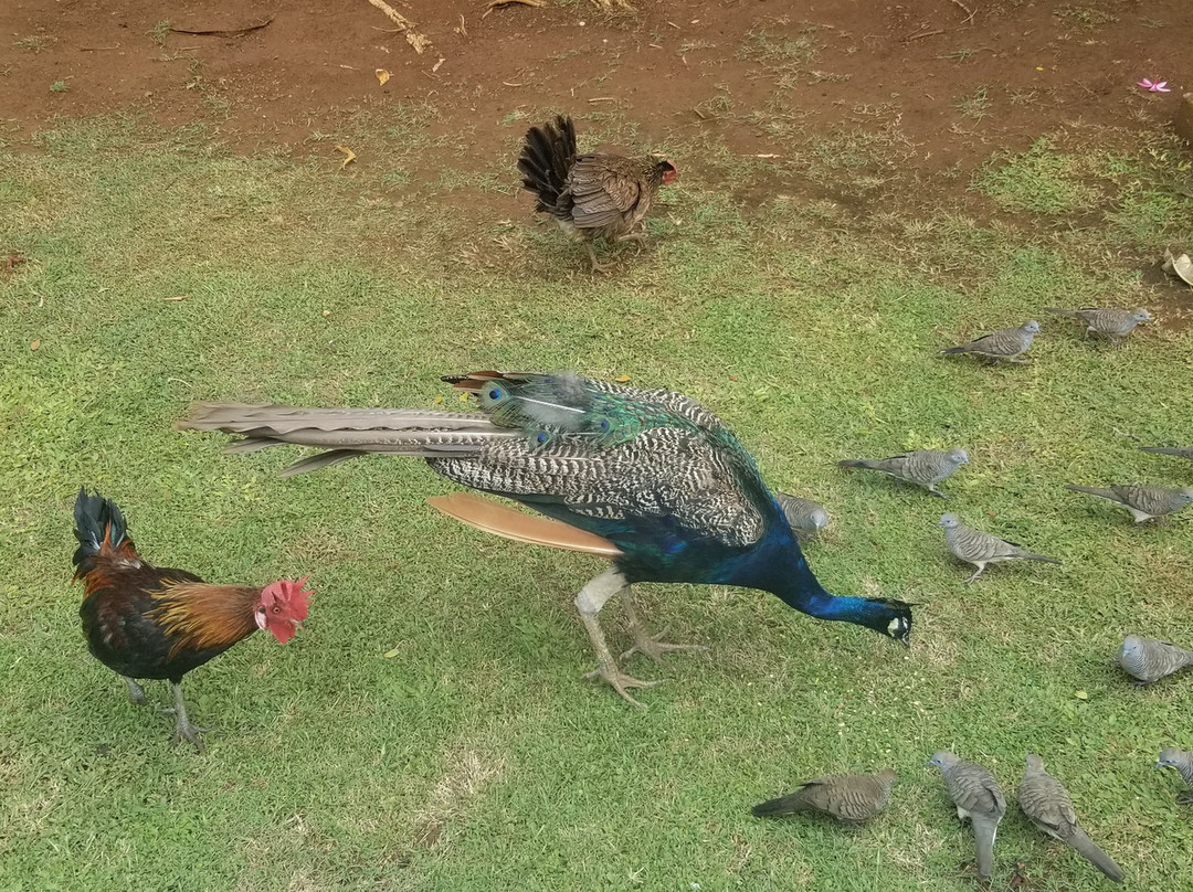 Smiths Tropical Paradise-卡帕阿必去景点