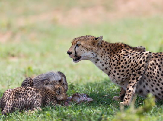 Wild Ways Adventure-阿鲁沙必去景点