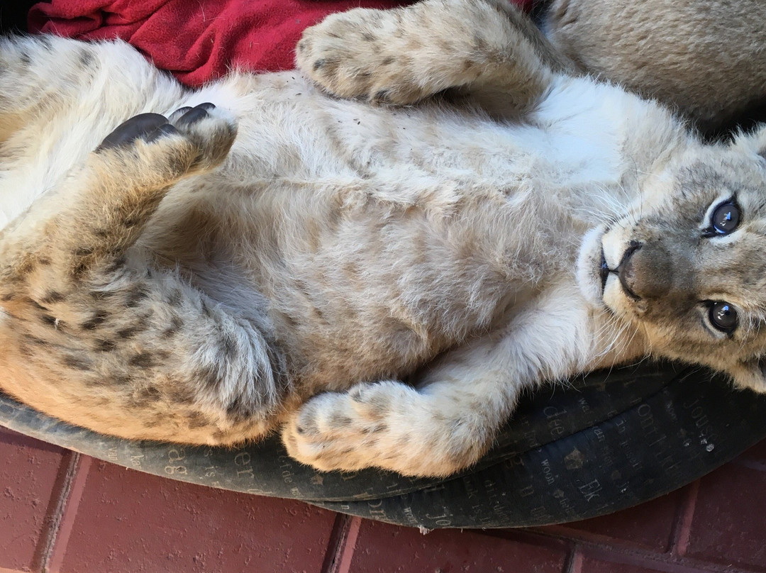 Boskoppie Lion & Tiger Reserve-Kroonstad必去景点