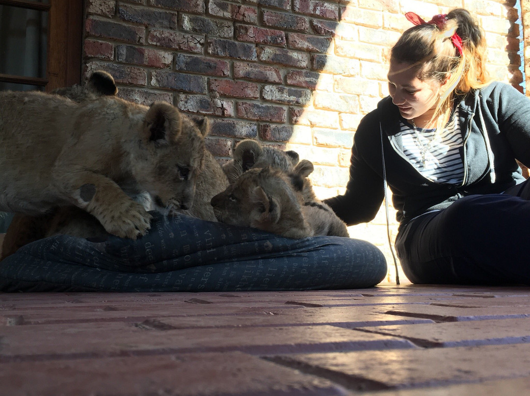 Boskoppie Lion & Tiger Reserve-Kroonstad必去景点