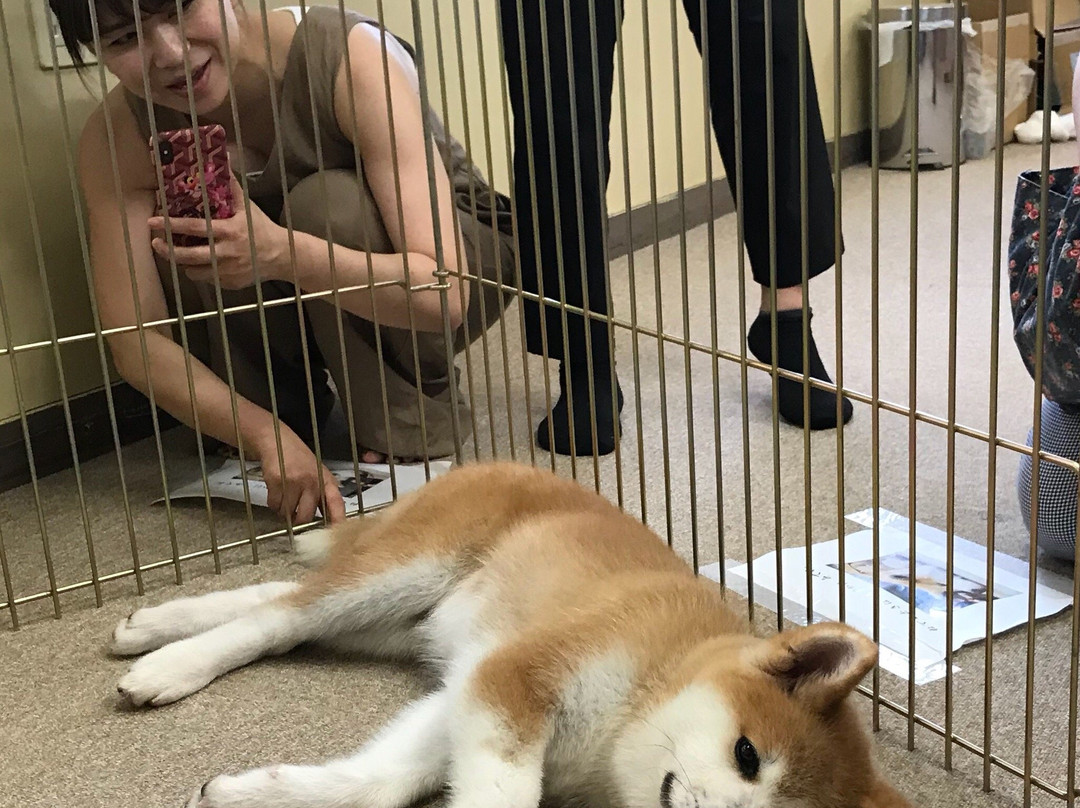 Akita Inu Fureaidokoro-大馆市必去景点
