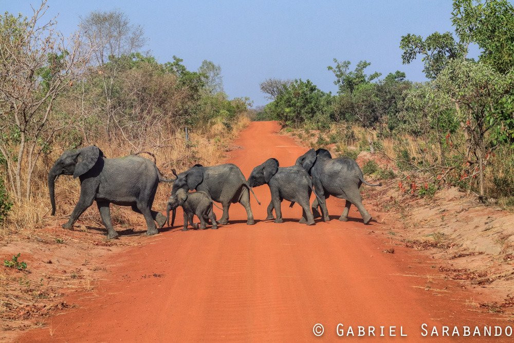 Reserve de Nazinga-瓦加杜古必去景点