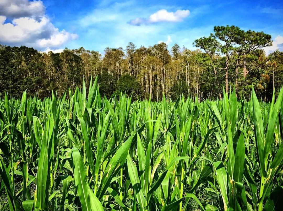 Partin Ranch Corn Maze景点图片