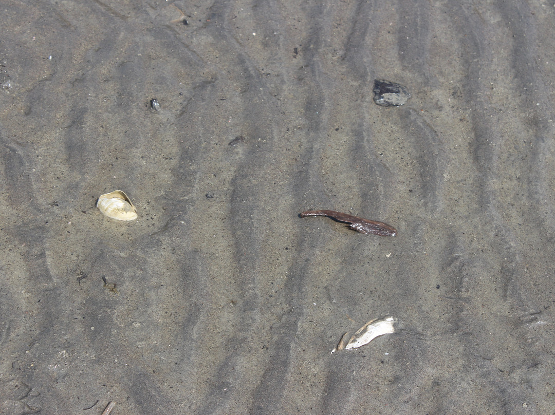 Nexen Beach-斯阔米什必去景点