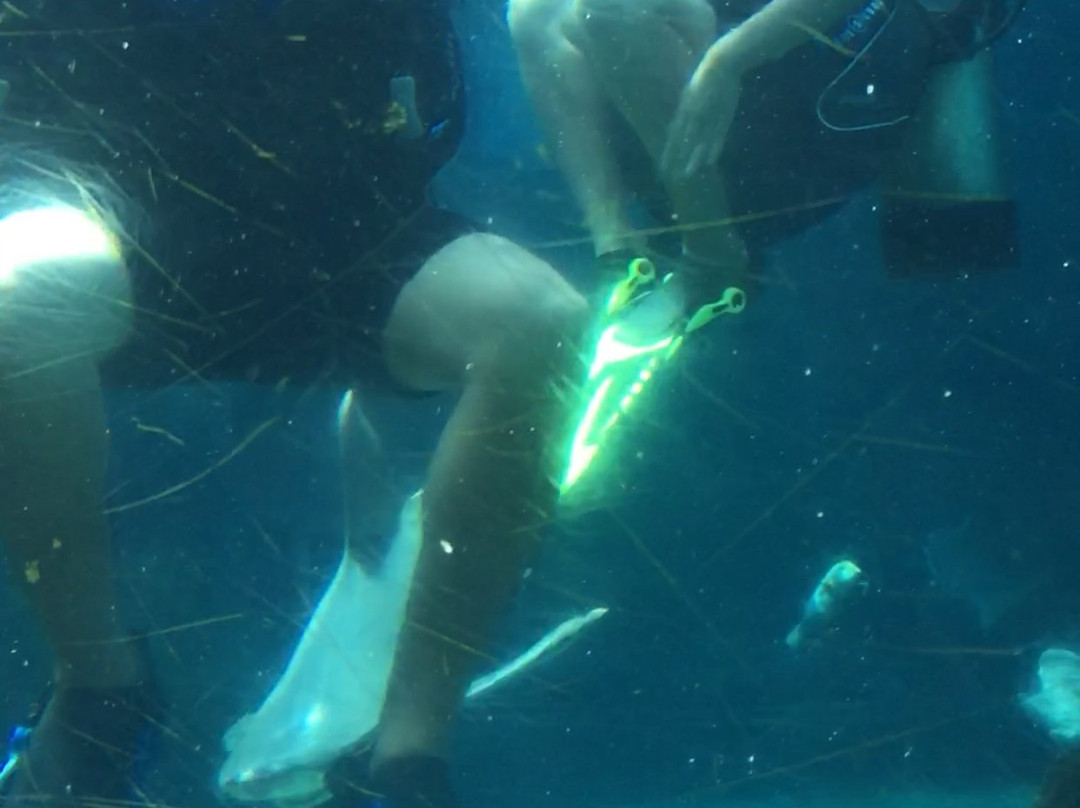 Shark Tank Scuba-威玛纳诺必去景点