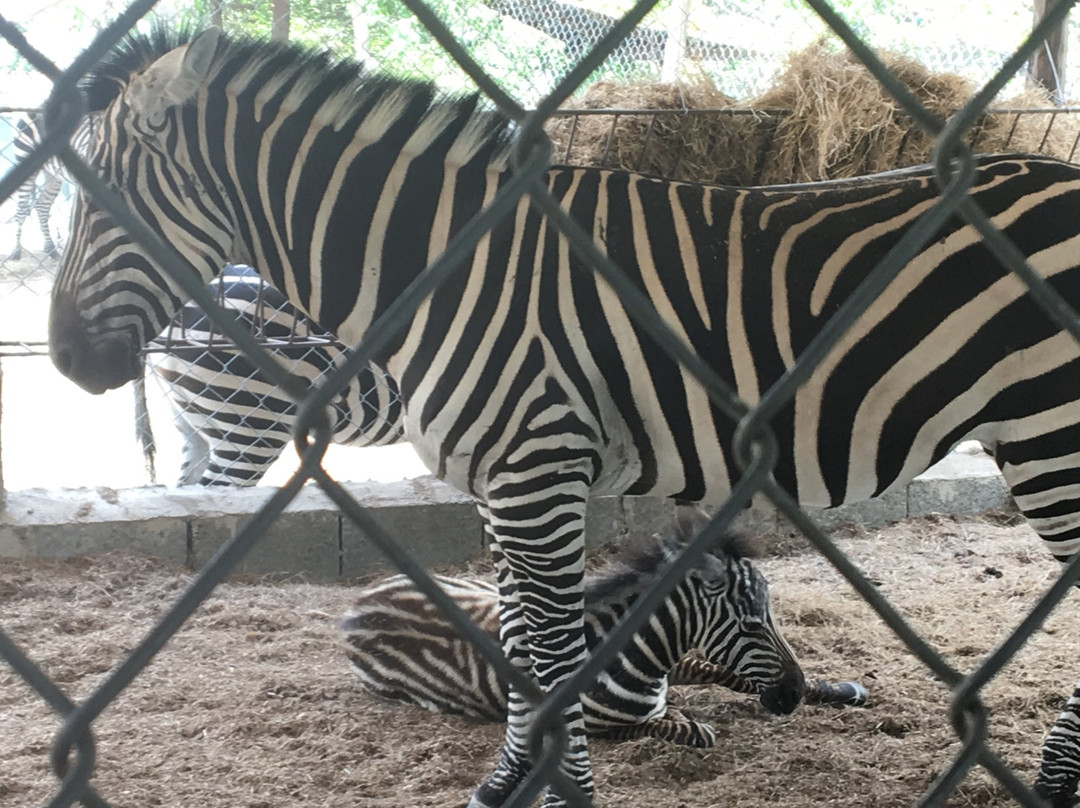 Parque Zoologico Gurabo-圣地亚哥必去景点