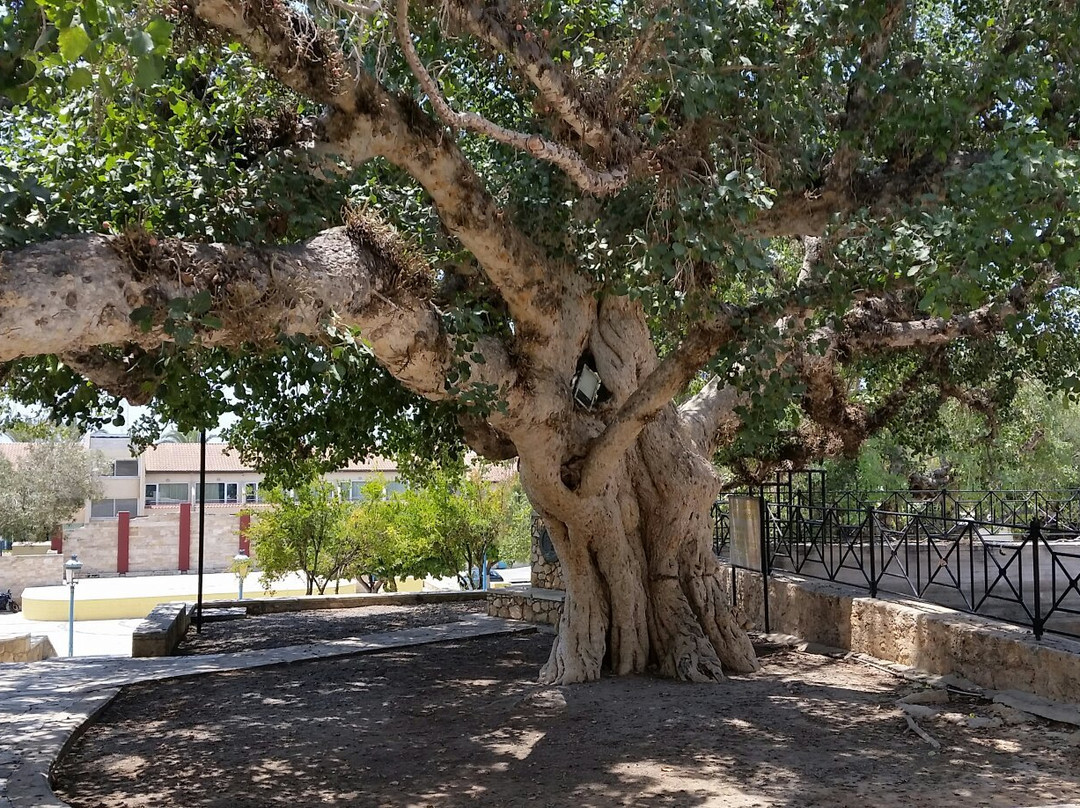 Sycamore Tree景点图片