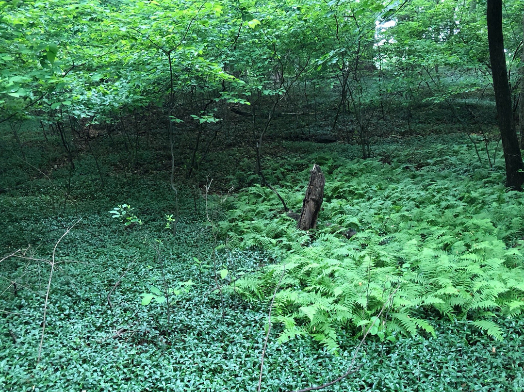 Alverthorpe Park景点图片