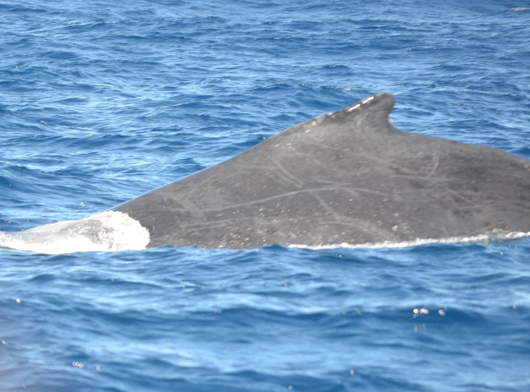 Bahia Vacations Private Tours-萨尔瓦多必去景点