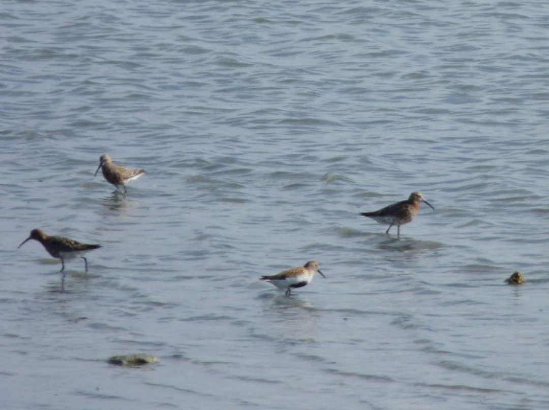 Cadiz Birding-塔里法必去景点