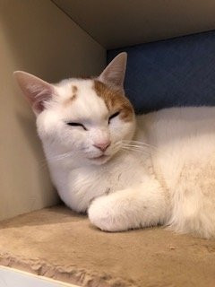 Cat Cafe Nyafe Melange-Ebisu必去景点