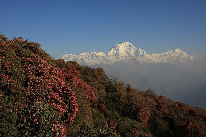 Peace Himalaya Treks And Travels Pvt. Ltd-博卡拉必去景点