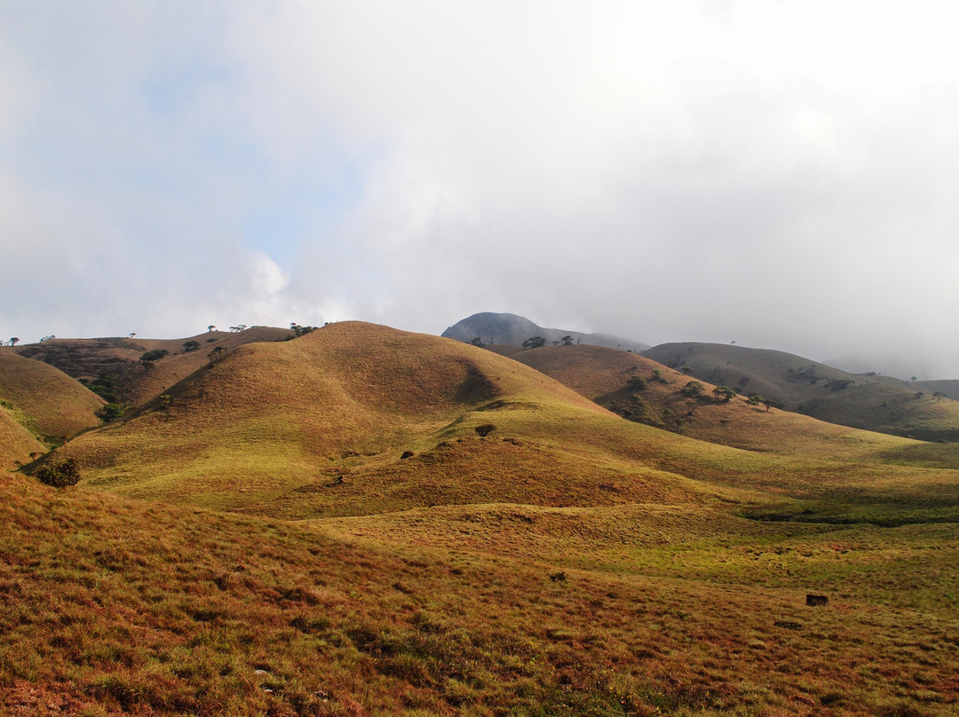 Mukurthi National Park景点图片