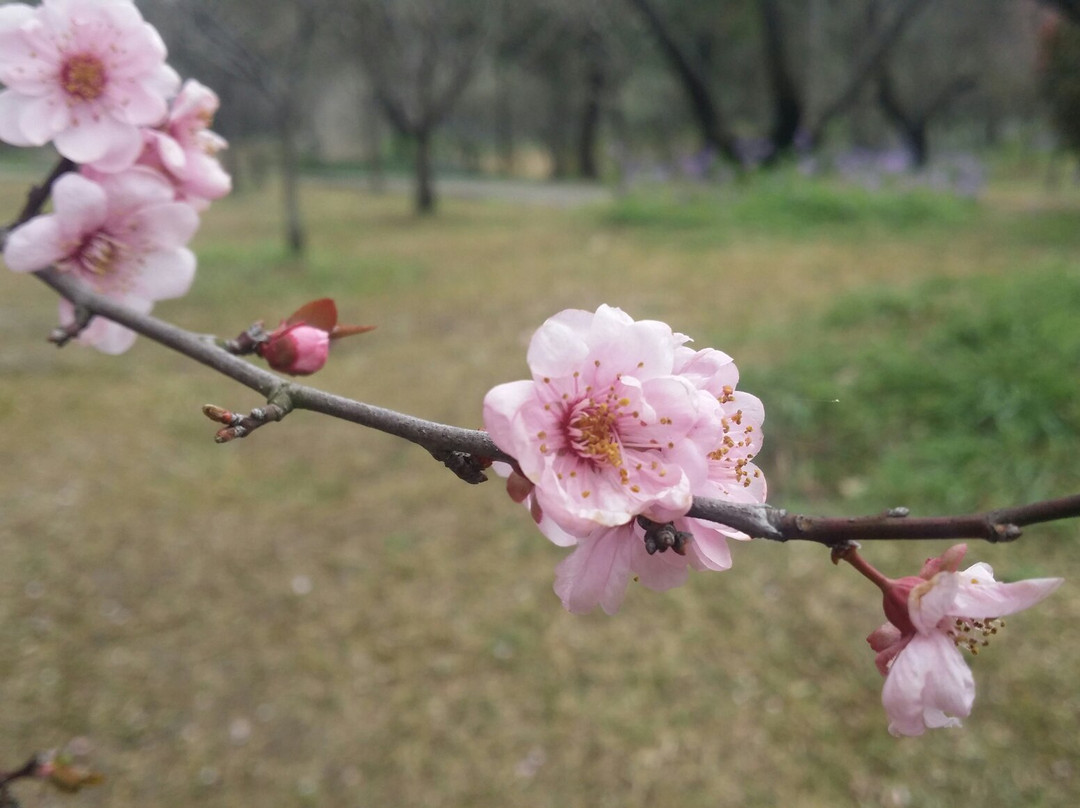 梅花山-南京市必去景点