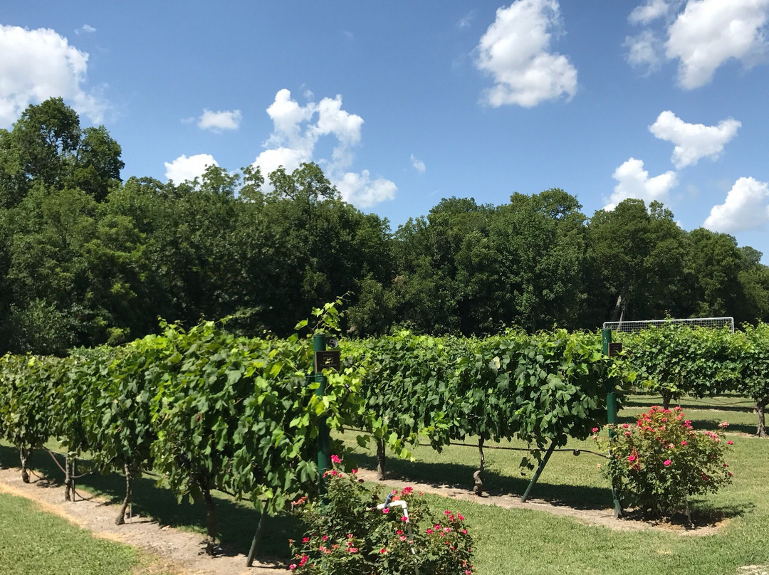 Mitas Hill Vineyard-麦金尼必去景点