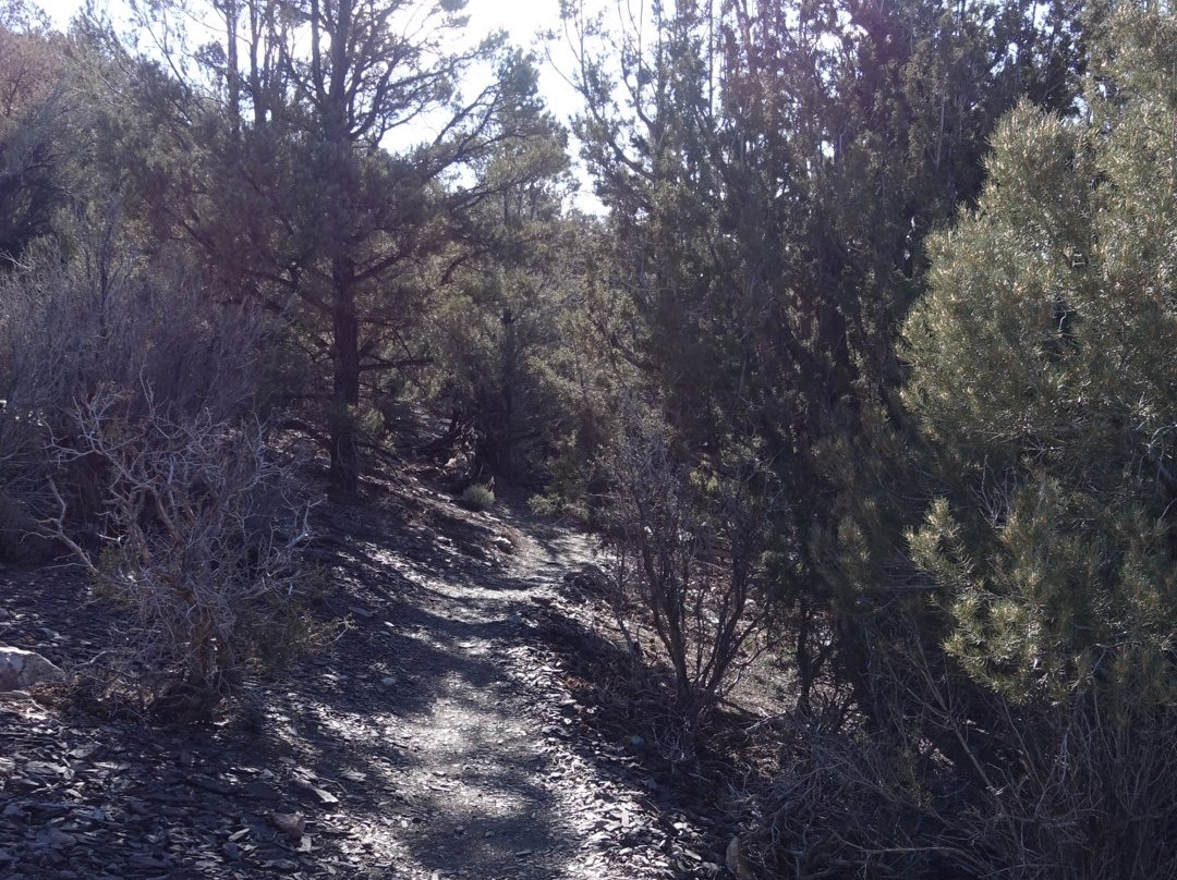 Wildrose Peak Trail-死亡谷国家公园必去景点