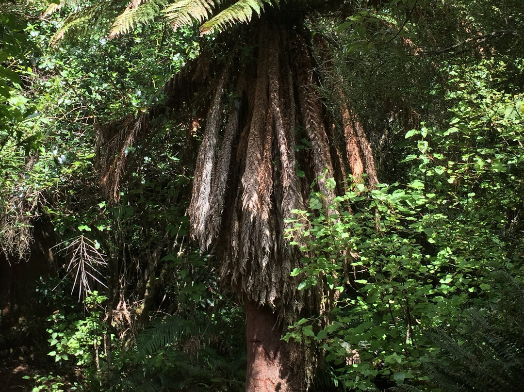 Pureora Forest Park景点图片