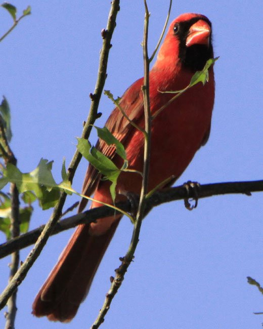 Bella Vista on Lake Travis主图