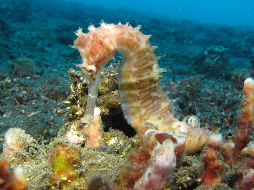 Diving Centers Werner Lau Siddhartha-库布必去景点