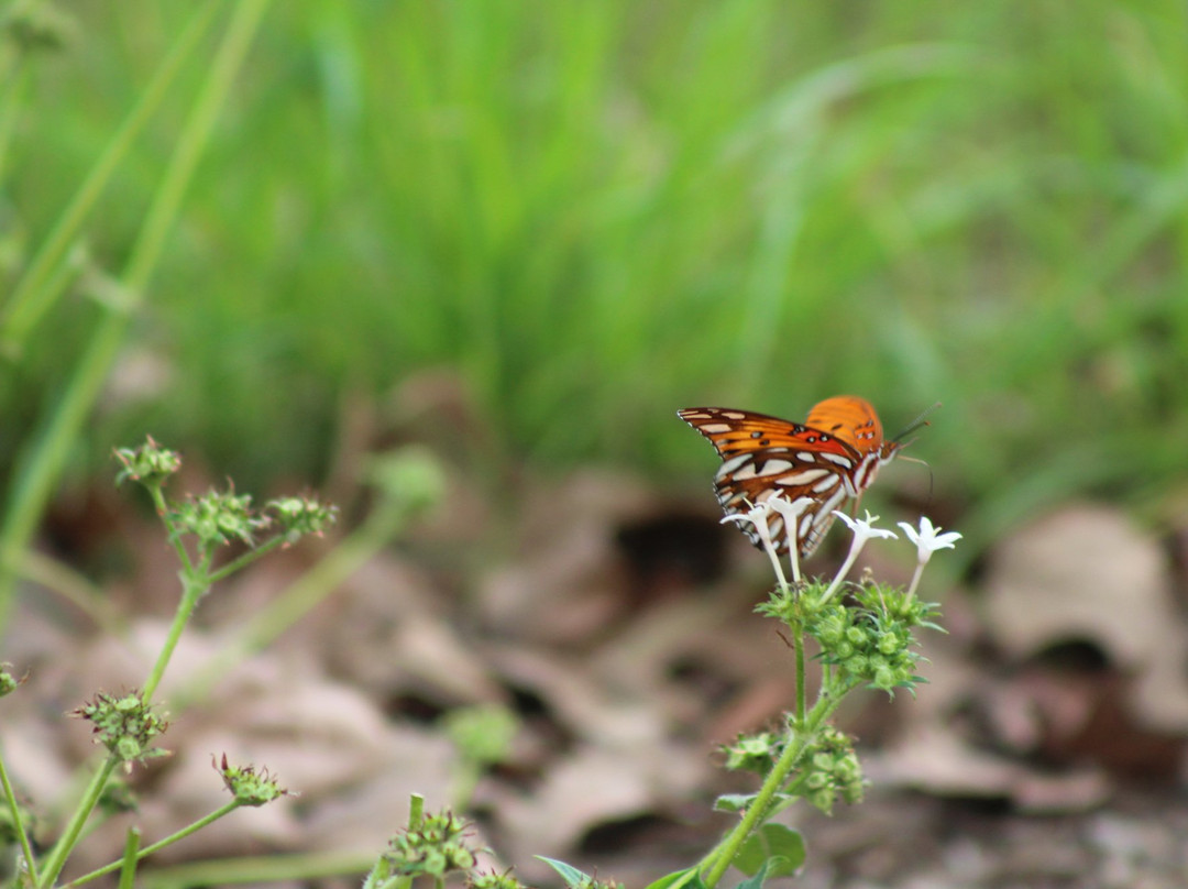 Lick Creek Trail-大学城必去景点