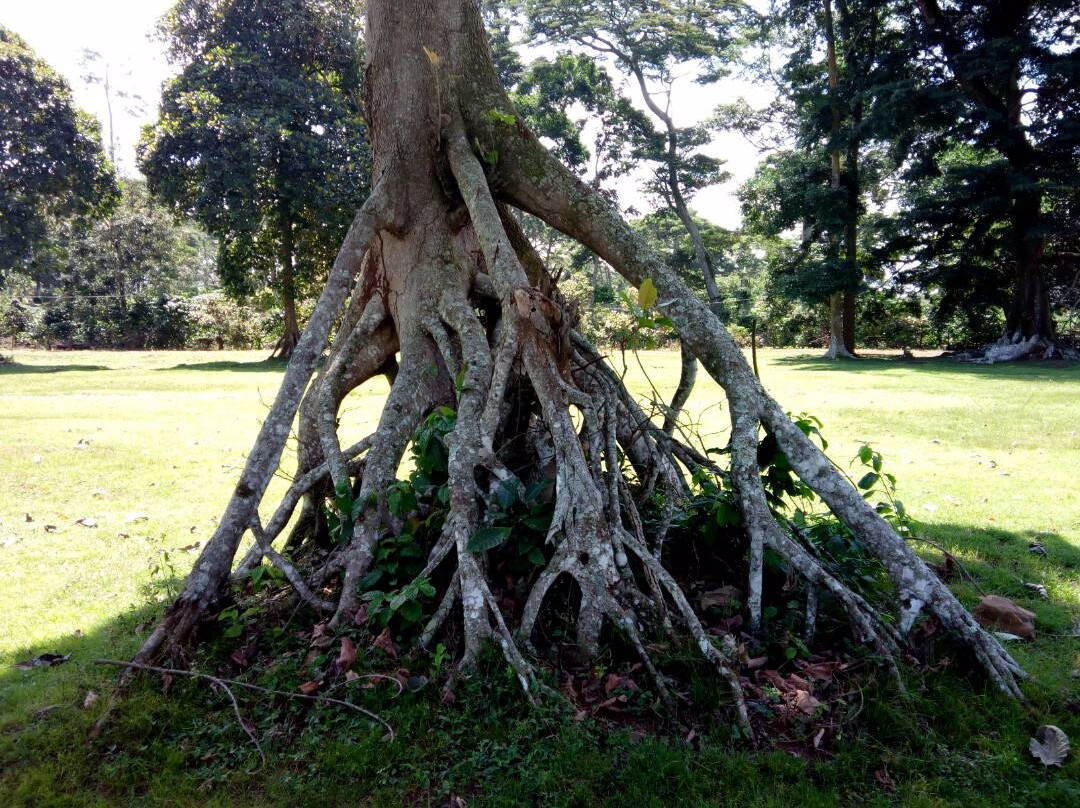 Buggala Island-Ssese Islands必去景点