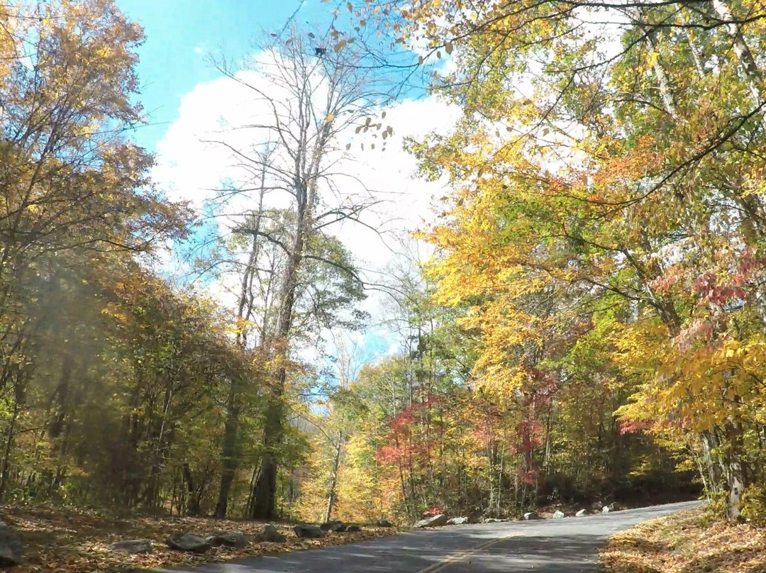 Collins Creek Picnic Area-大雾山国家公园必去景点