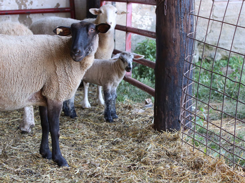Fick Farms-Lapeer必去景点
