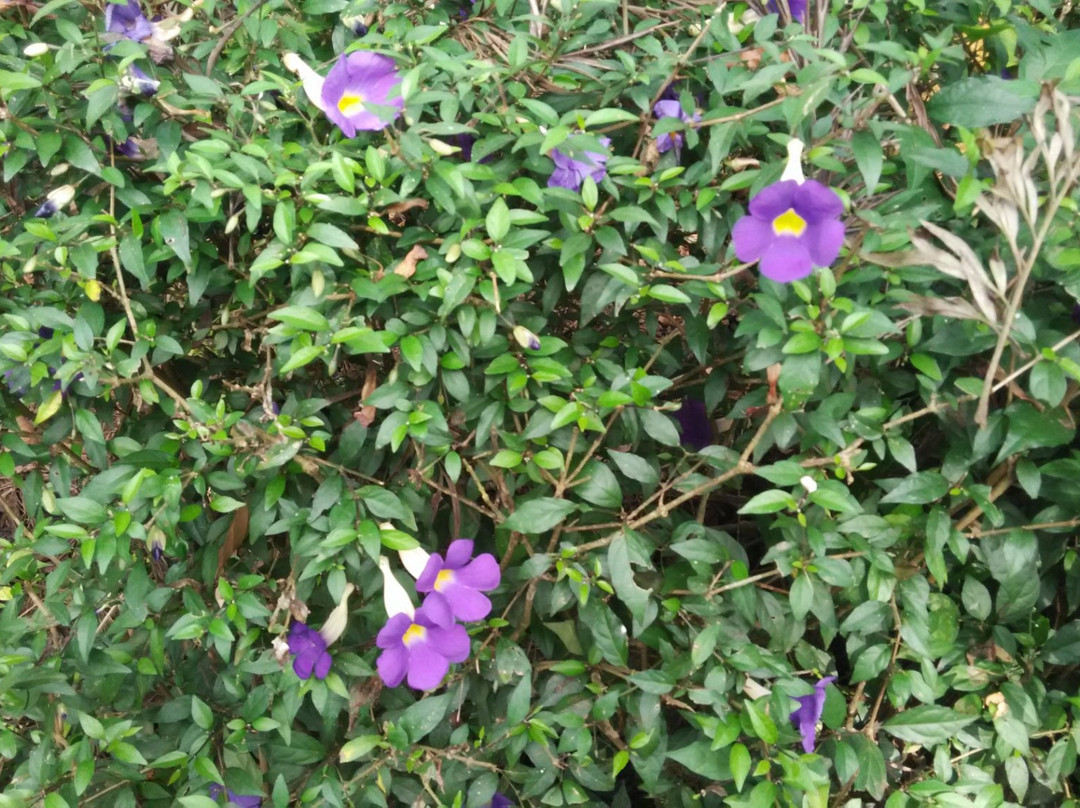 Coorg Berry Lane主图