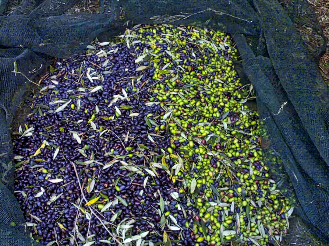 Azienda Agricola Mercuri Francesca景点图片