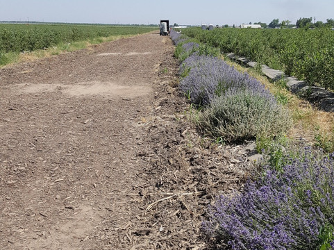 Tabitha Max Blueberry Farm-波特维尔必去景点