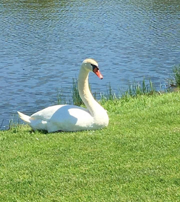 Golf Club Green Eagle-Winsen必去景点