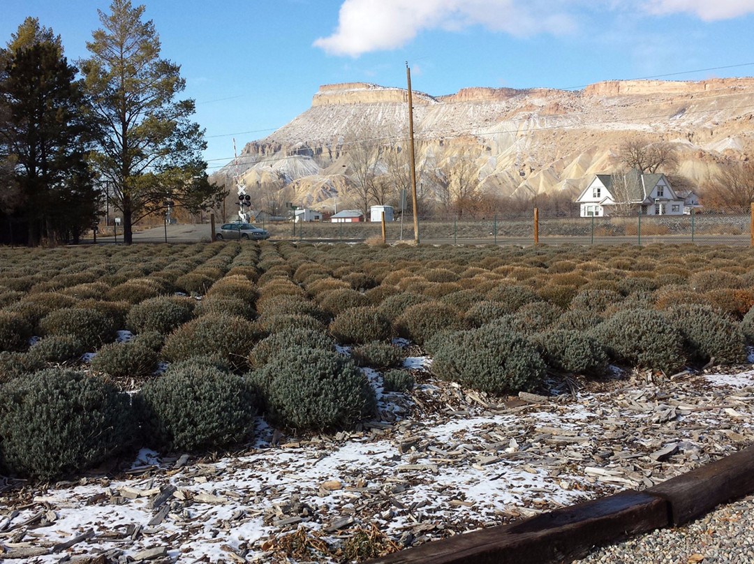 Sprigs & Sprouts Lavender Farm-Palisade必去景点