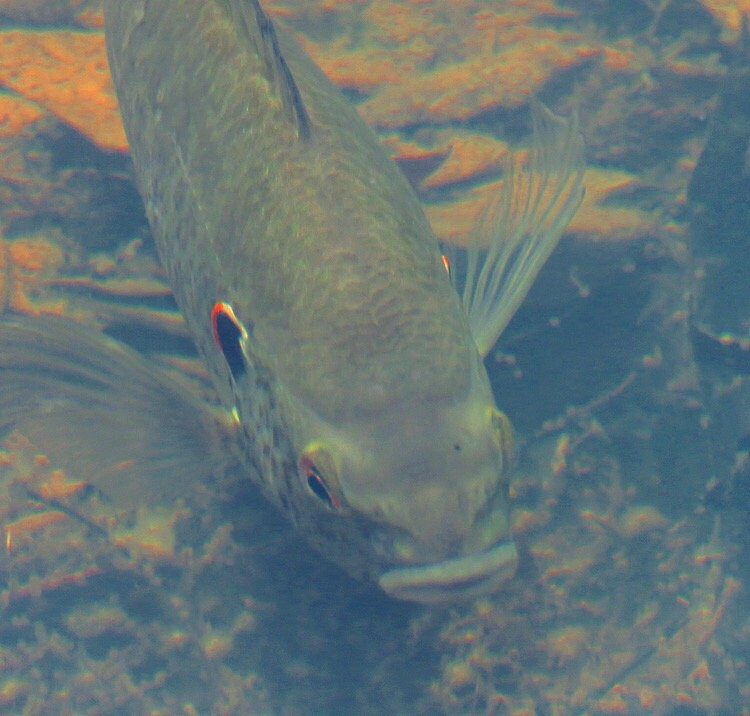 Azalea Path Arboretum and Botanical Gardens-Hazleton必去景点