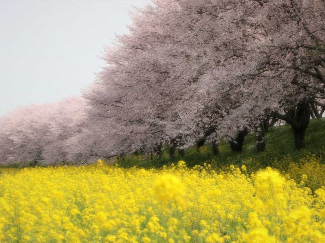 Sakuratsutsumi Park-吉见町必去景点