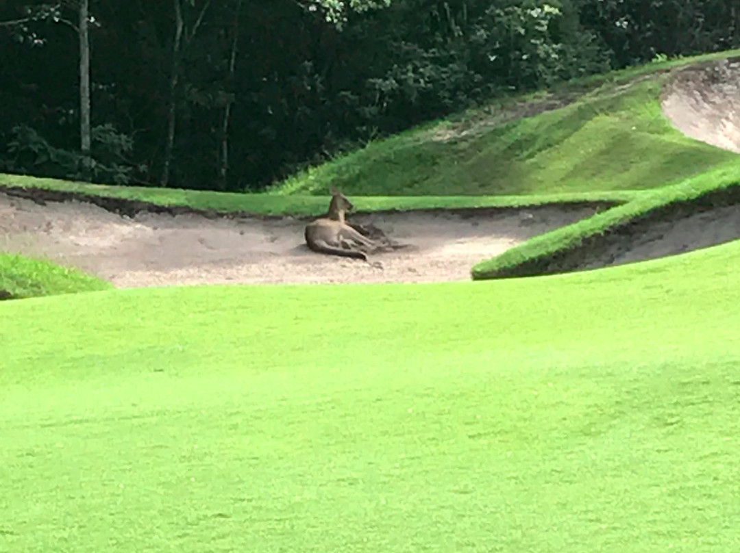 Tewantin-Noosa Golf Club景点图片