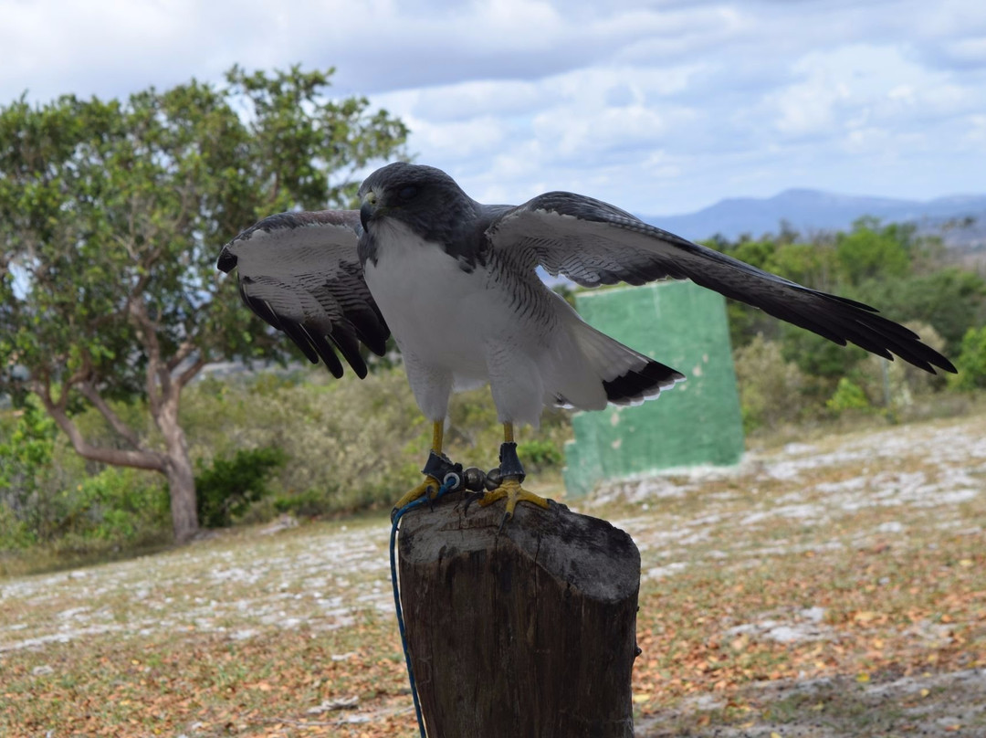 塞尔纪埤州旅游景点-Parque dos Falcões