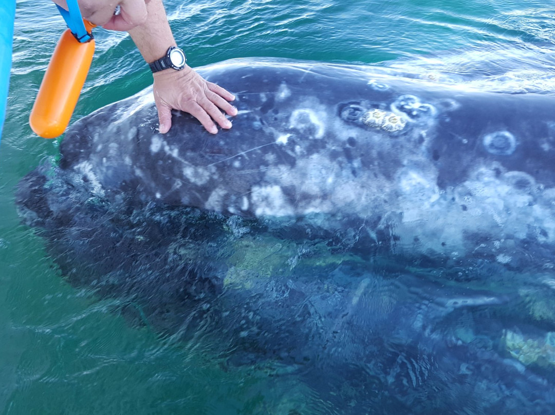 Magdalena Bay-下加利福尼亚州必去景点